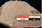 Foto (Detailansicht) von Glyptostrobus europaeus Brongniart (NHMW-GEO-2024-0188-0172)